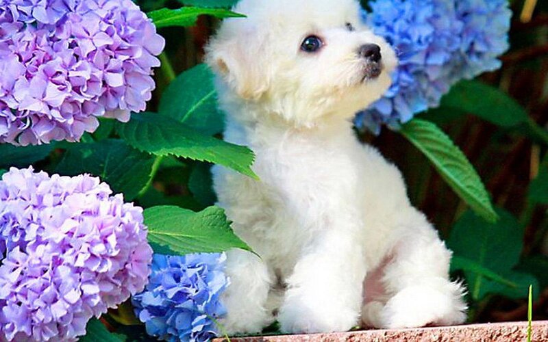White Puppy with Hydrangeas