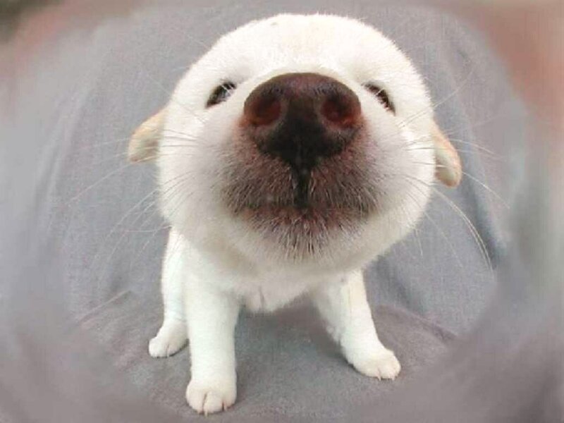 White Puppy with Large Nose