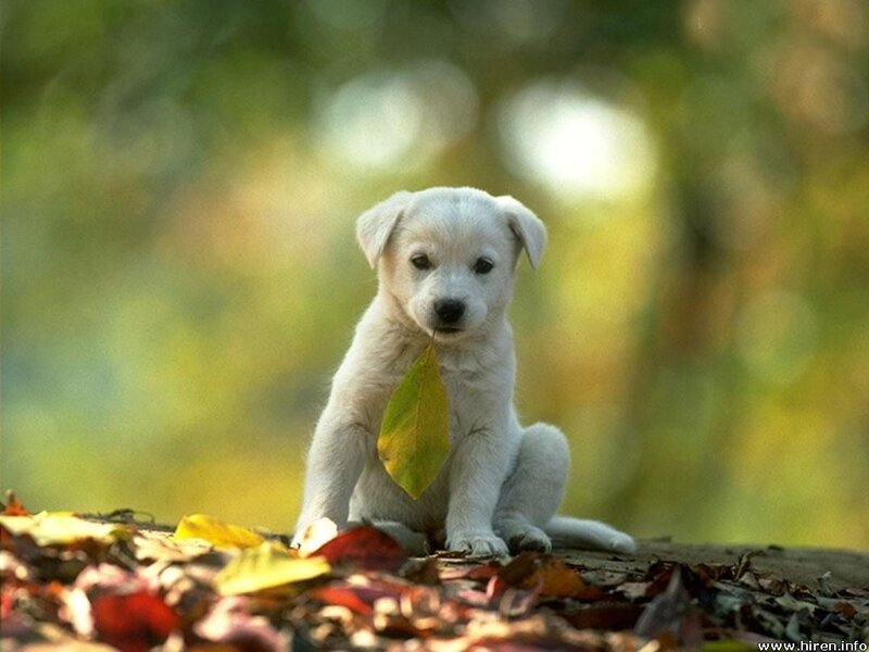 White Puppy with Leaf — Green