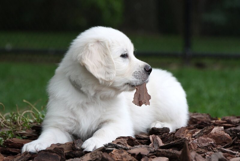 White Puppy with Leaf