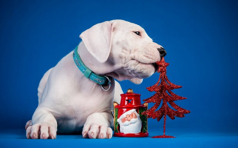 White Puppy with Ornaments