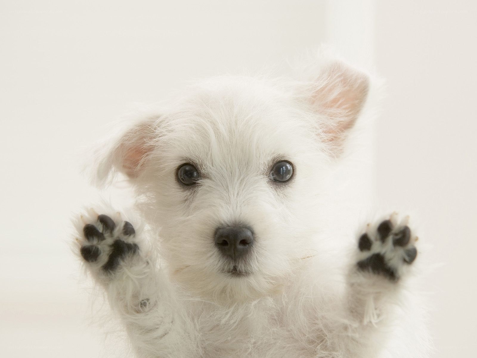 white puppy with paws up