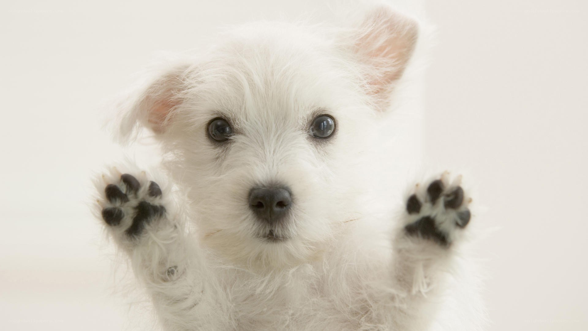 white puppy with paws up