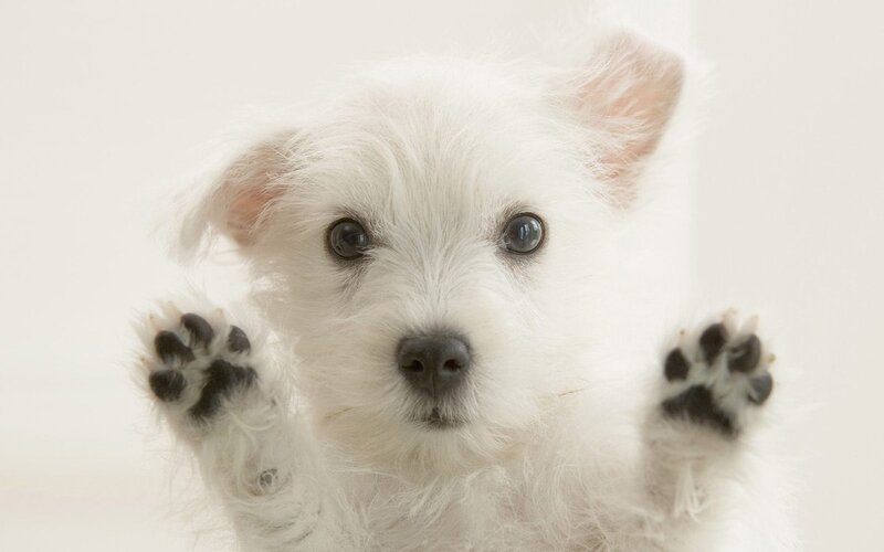 white puppy with paws up
