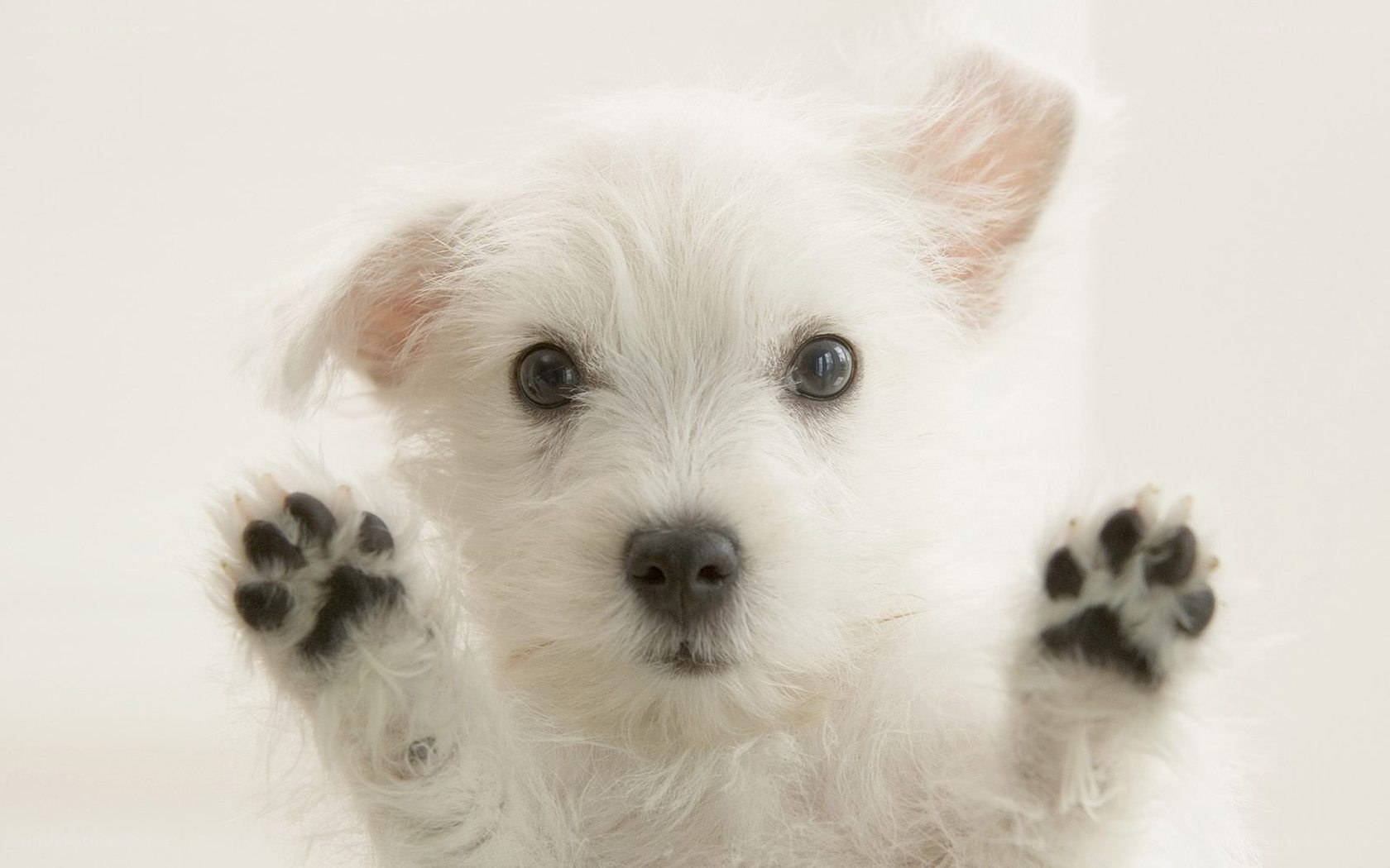 white puppy with paws up