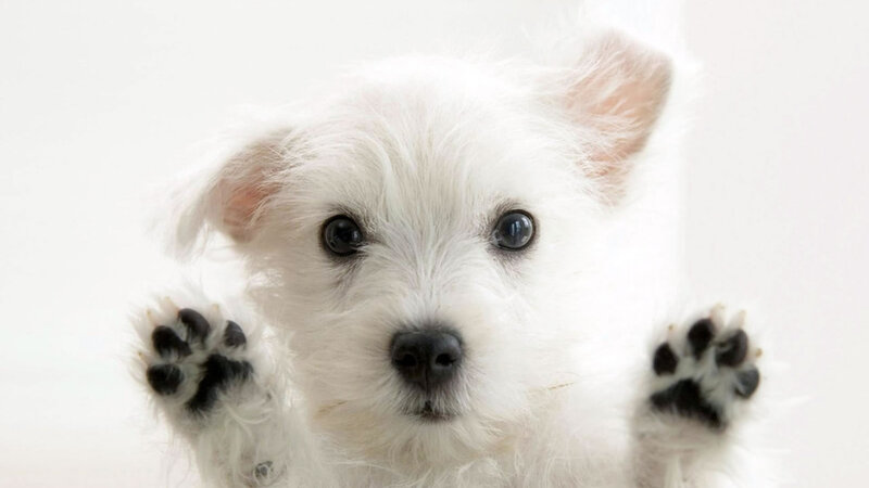 White Puppy with Paws Up — Innocent