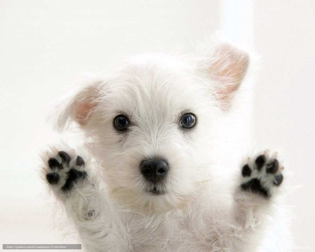 white puppy with paws up