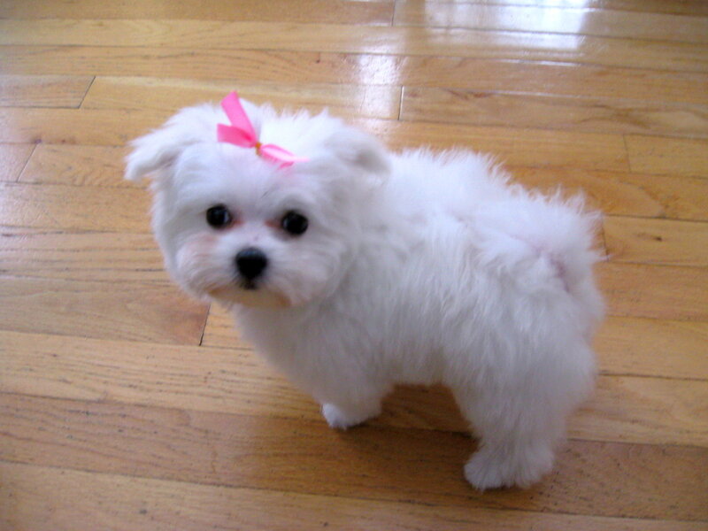 White Puppy with Pink Bow — Calm, Photograph