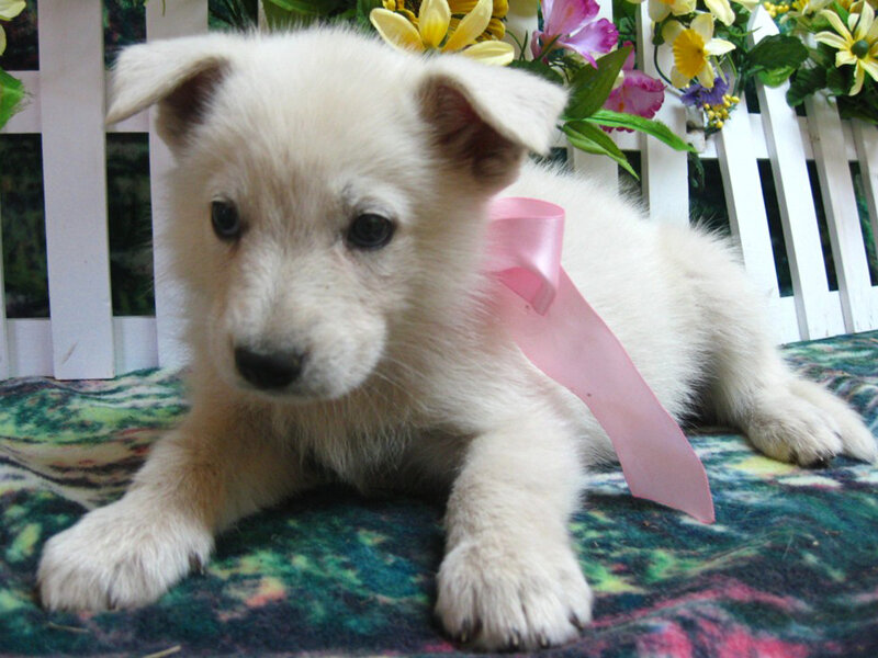 White Puppy with Pink Bow — Calm