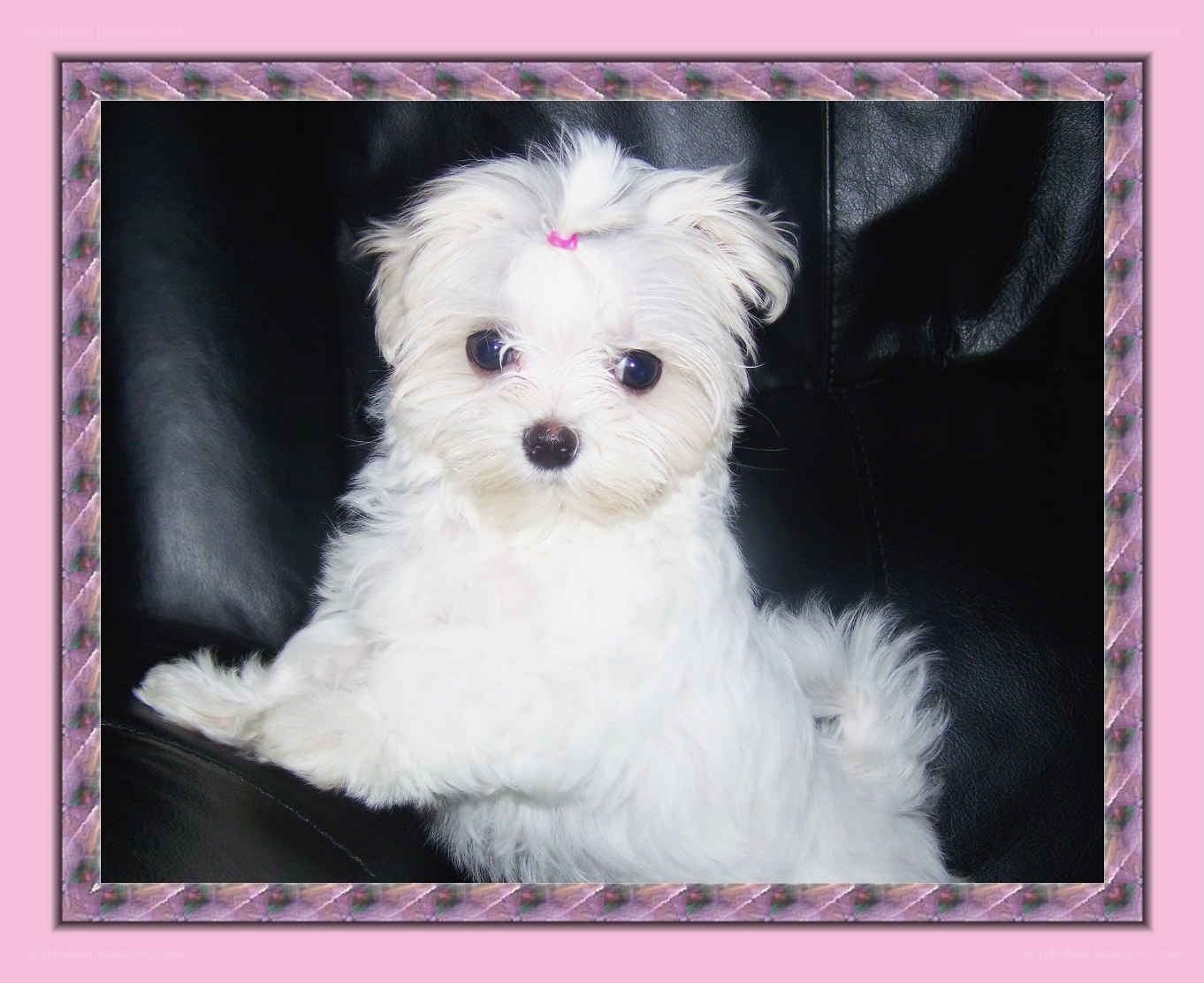 white puppy with pink bow