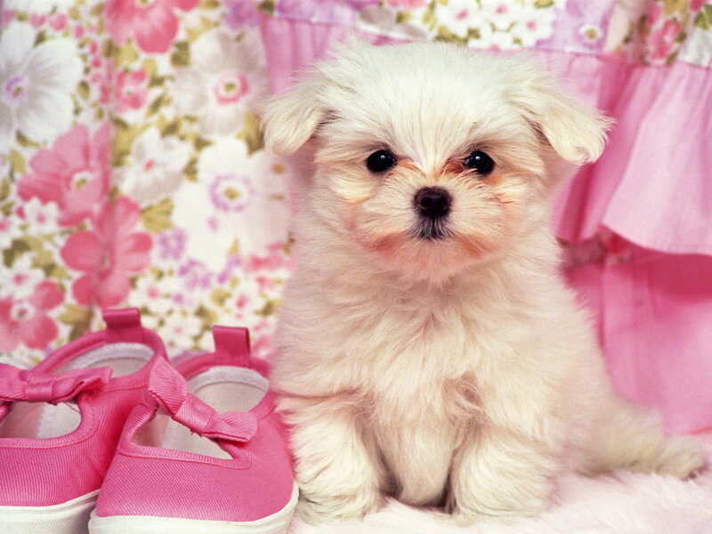 White Puppy with Pink Shoes