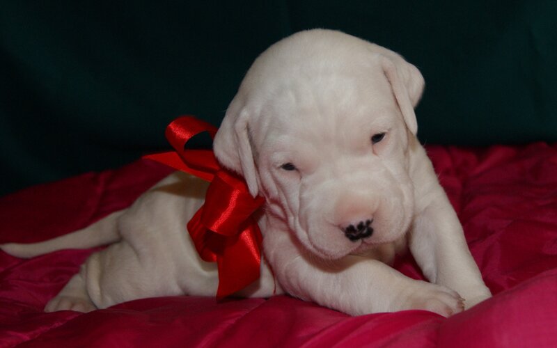 White Puppy with Red Bow