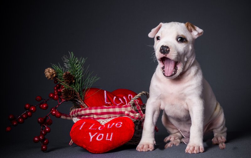 White Puppy with Red Hearts