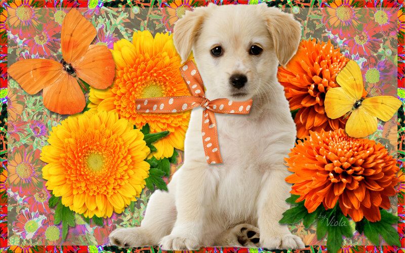White Puppy with Ribbon