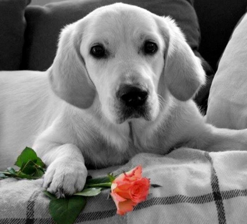 White Puppy with Rose — Black