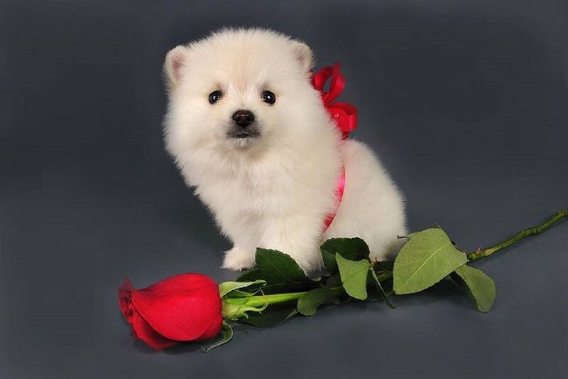 White Puppy with Rose — Calm