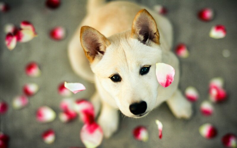 White Puppy with Rose Petals — Calm, Photograph, Rose Petals
