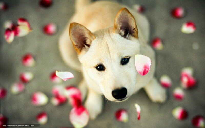 White Puppy with Rose Petals — Calm