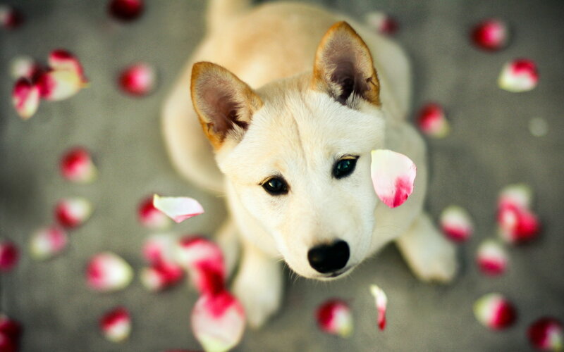 White Puppy with Rose Petals