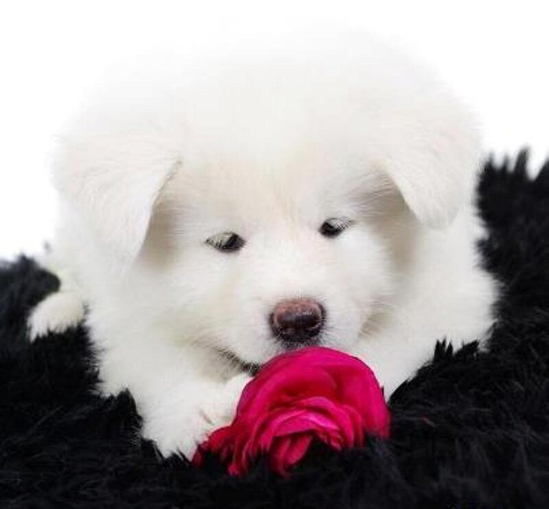 White Puppy with Rose