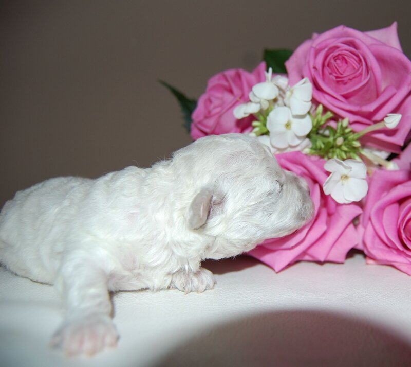 White Puppy with Roses