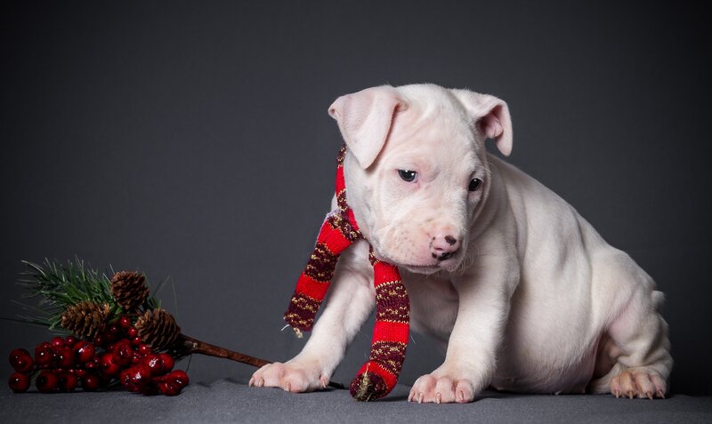 White Puppy with Scarf — Gray