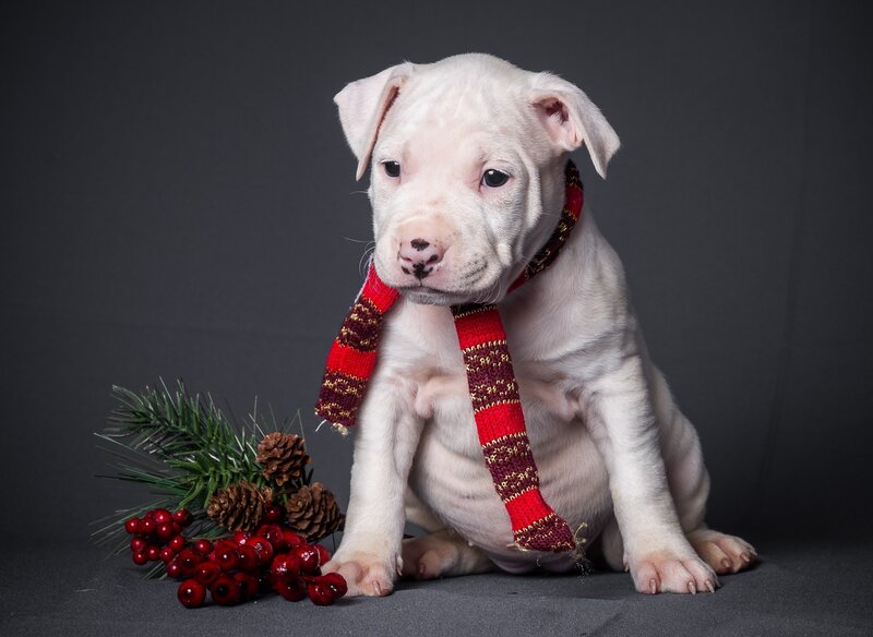 White Puppy with Scarf