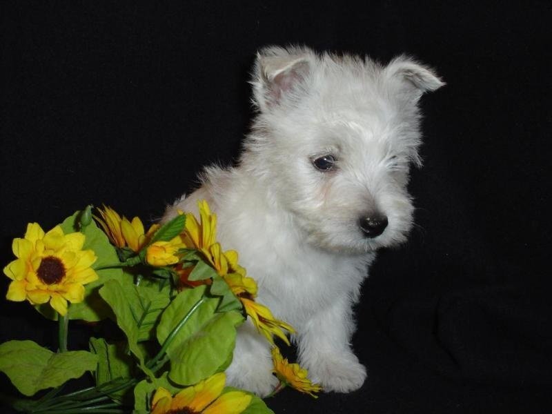 White puppy with sunflowers