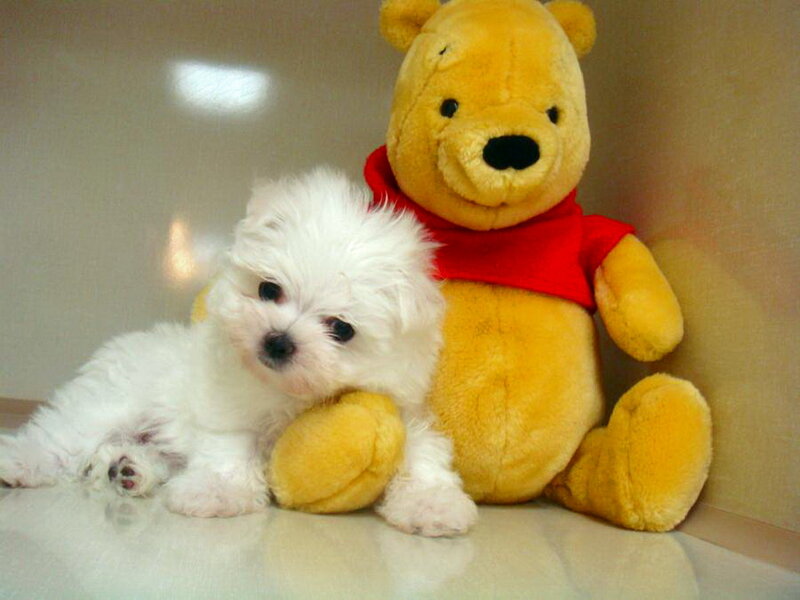 White Puppy with Teddy Bear — Yellow