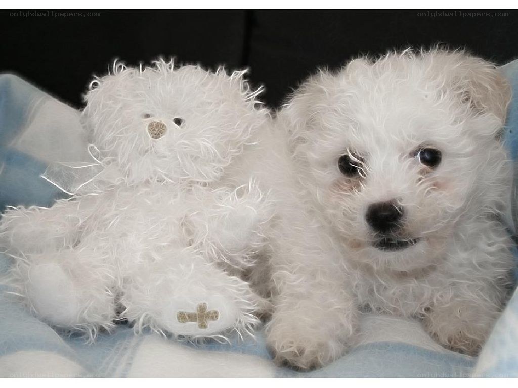 White puppy with teddy bear