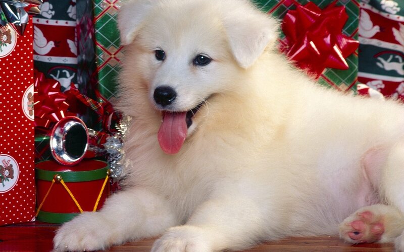 White Puppy with Tongue Out — Festive