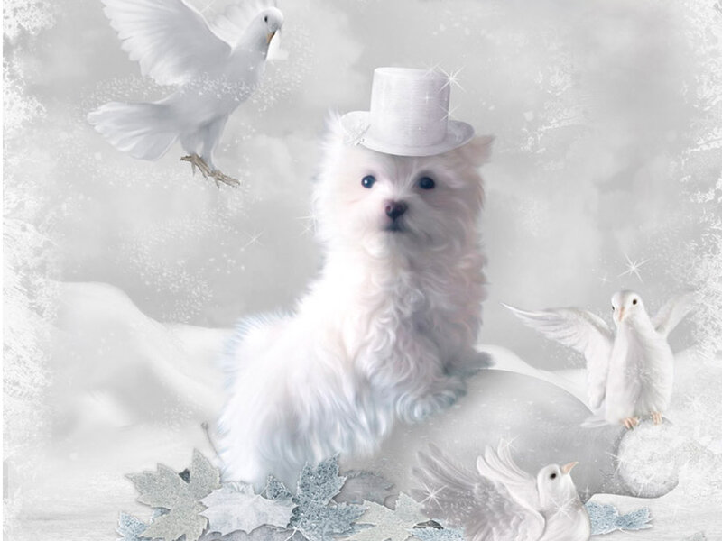 White Puppy with Top Hat