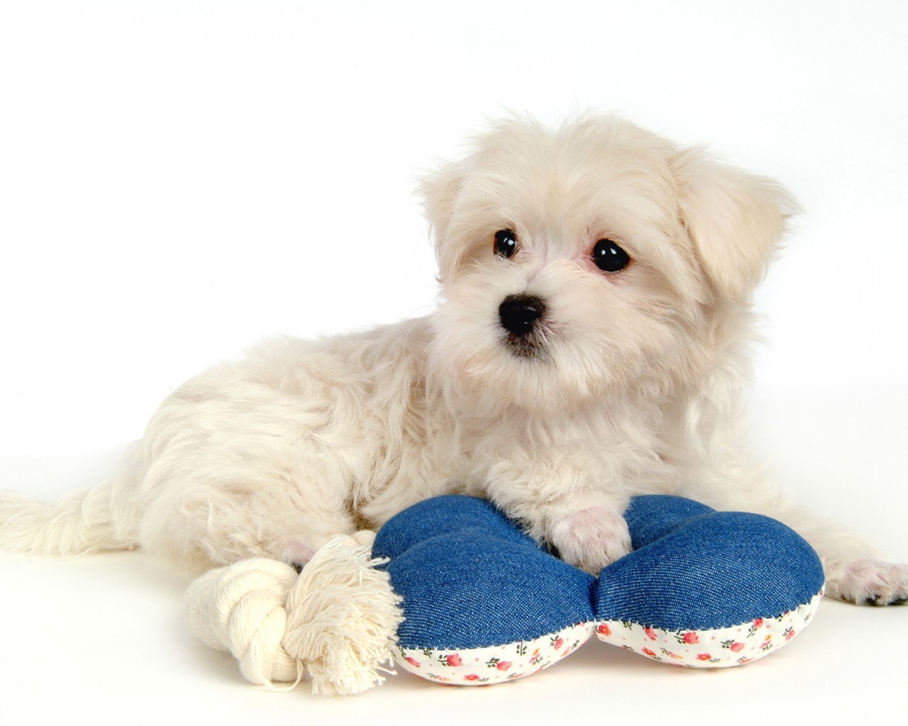 white puppy with toy