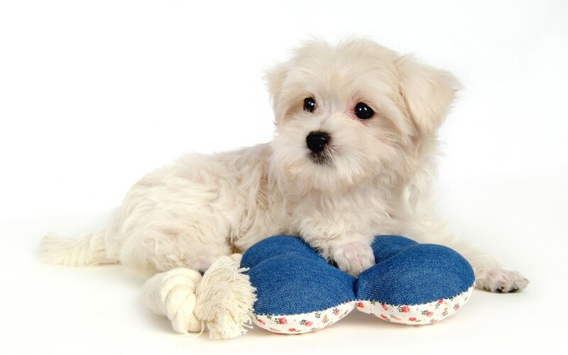 white puppy with toy