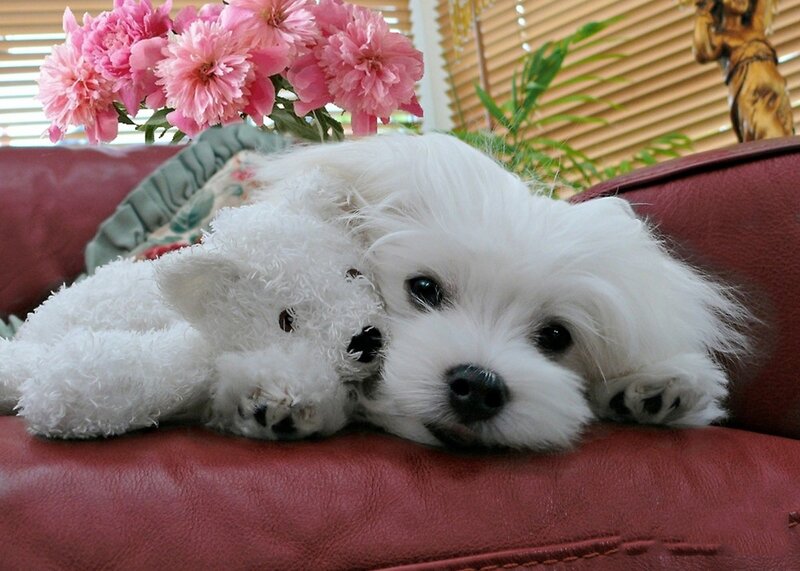White Puppy with Toy — Calm, Afternoon