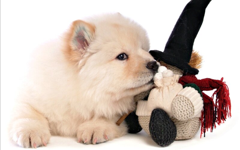 White Puppy with Toy — Calm, Photograph
