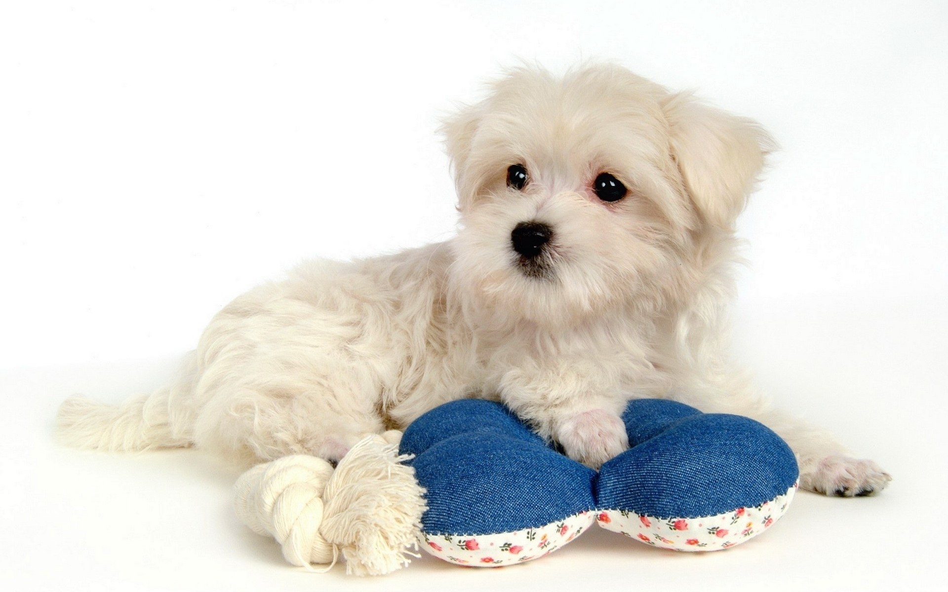 white puppy with toy