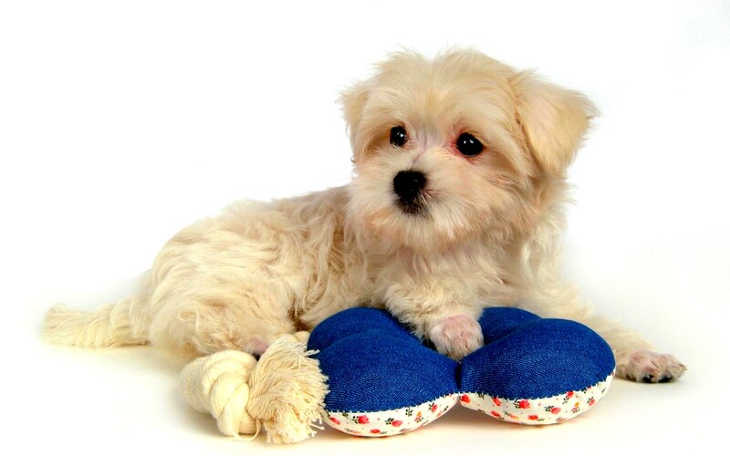 White Puppy with Toys