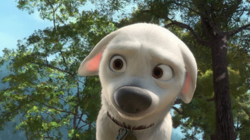 White Puppy with Wide Eyes