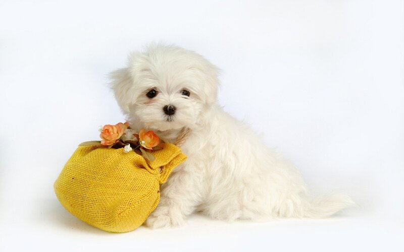 white puppy with yellow bag