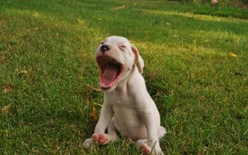 White Puppy Yawning — Green