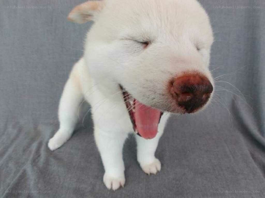 White puppy yawning