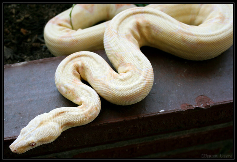 white python coiled on surface