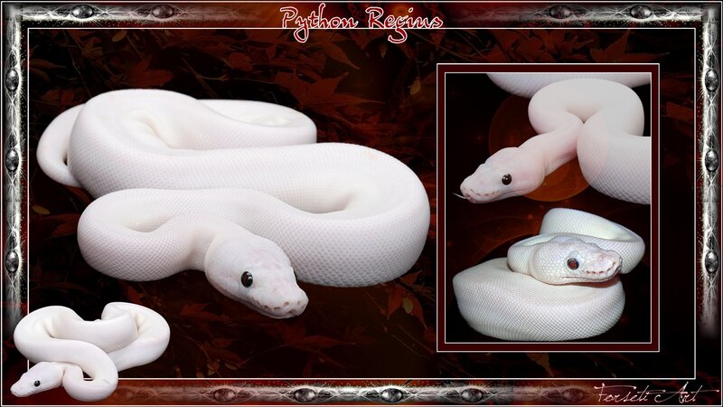White python snake collage