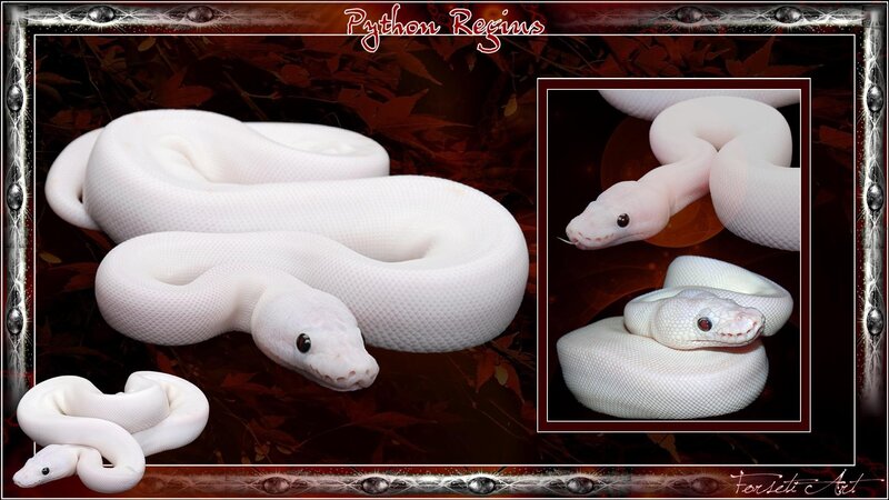 White Python Snake