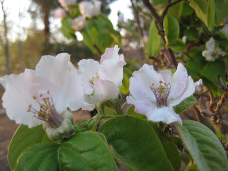 White Quince Blossoms