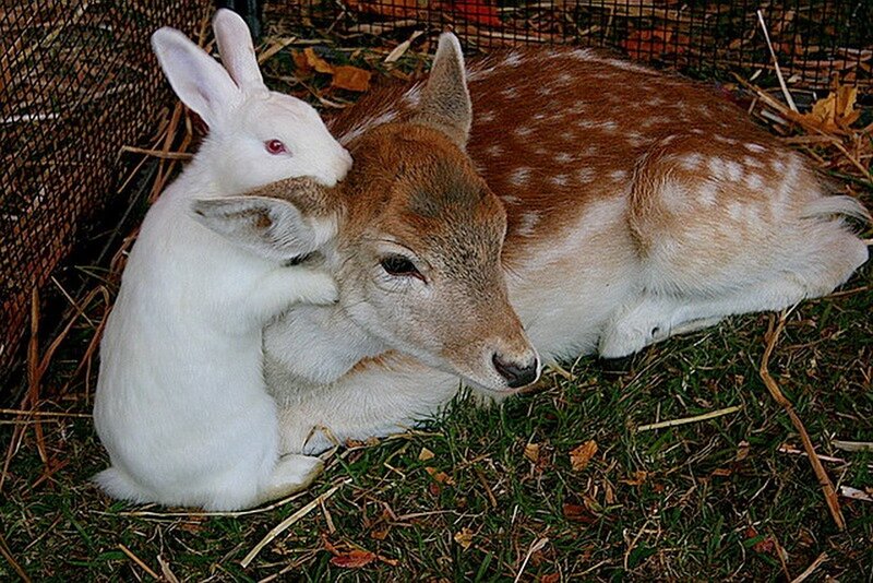 White Rabbit and Fawn — Calm
