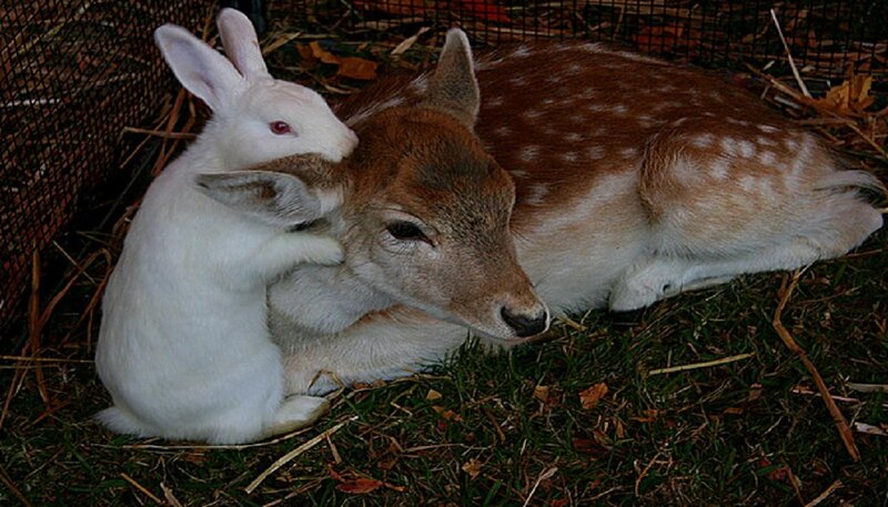 White Rabbit and Fawn