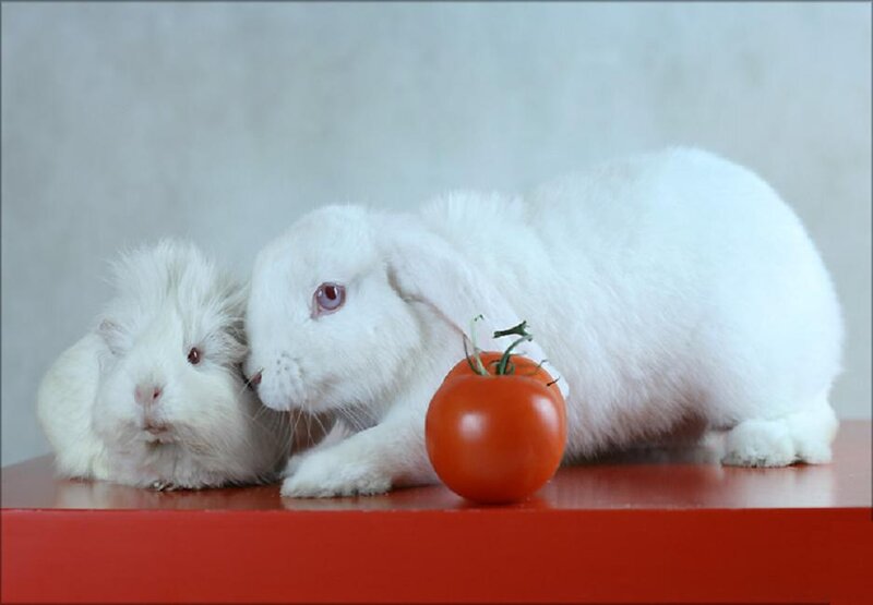 White Rabbit and Guinea Pig