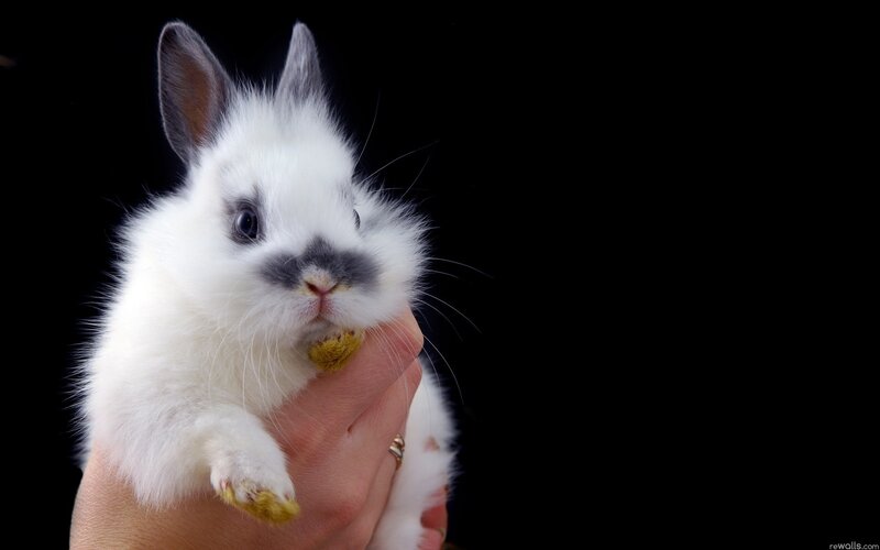white rabbit being held